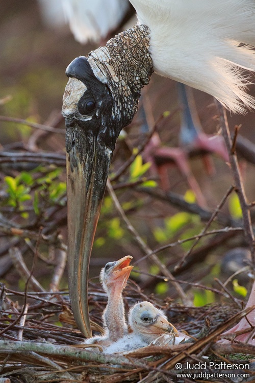 Wood Stork, Wakodahatchee Wetlands, Florida, United States